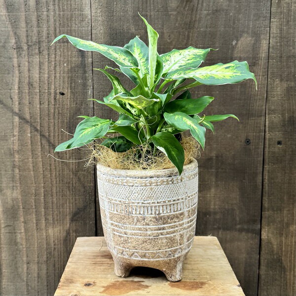 Other Succulents - おしゃれ 観葉植物：ディフェンバキア アンナ 鉢植え*ココヤシ飾り