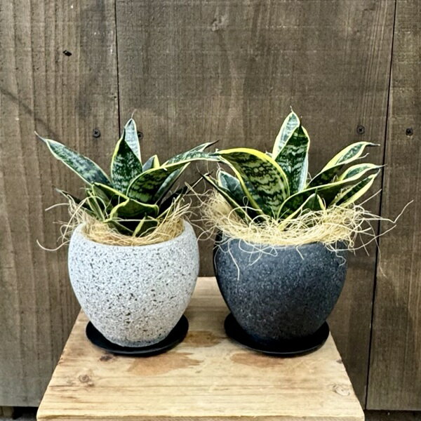 おしゃれ 観葉植物：サンスベリア グリーングランデ 鉢植え 受皿付*ココヤシ飾り サンセベリア