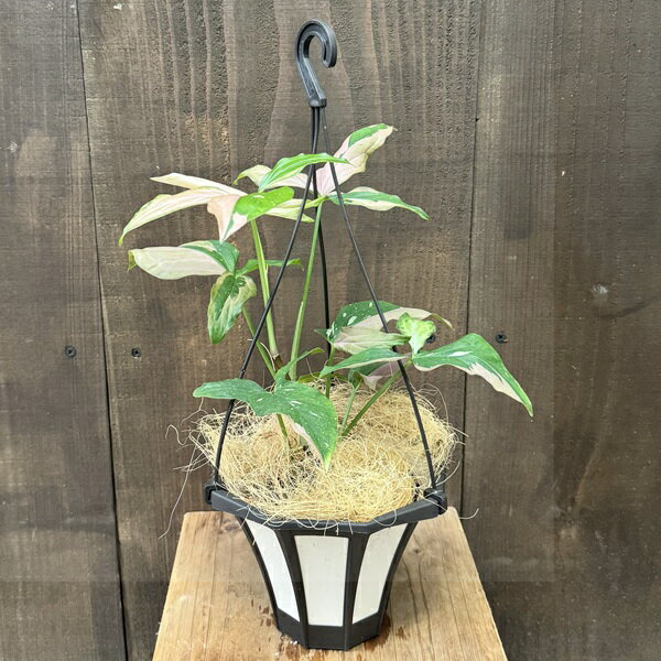 おしゃれ 観葉植物：シンゴニウム スプラッシュトリカラー*5号吊り鉢 ココヤシ飾り