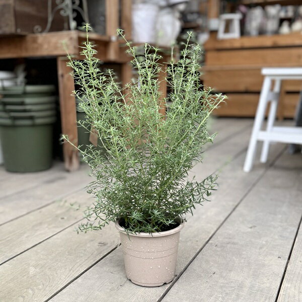 観葉植物 苗：ウエストリンギア*5号 (青紫)オージープランツ