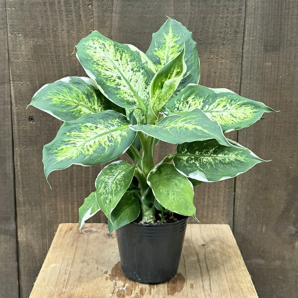 観葉植物：ディフェンバキア アンナ*3号