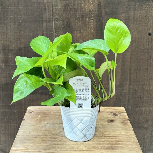 おしゃれ 観葉植物 品種選べます：ポトス　テルノ 各種*3号ムーンライト スフィーダ シャングリラ ジャック エスプリ