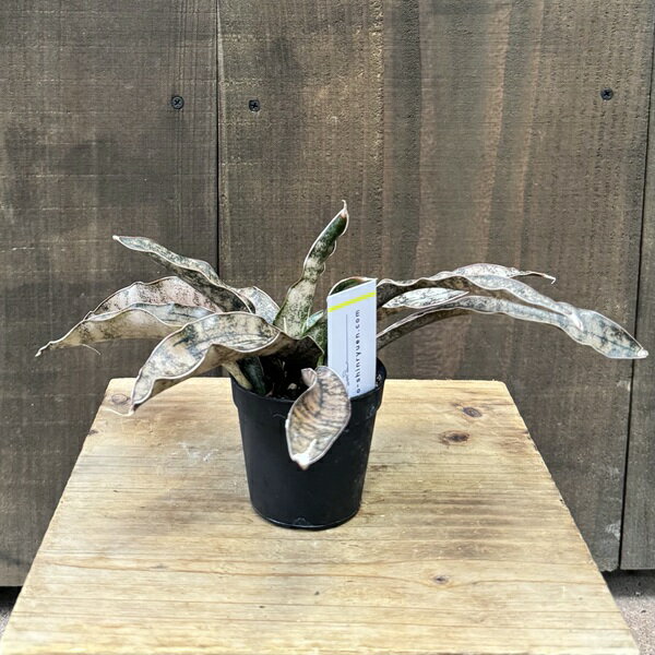 おしゃれ 観葉植物：サンスベリア コッパートーン*コパトーン 銅葉 プラポット