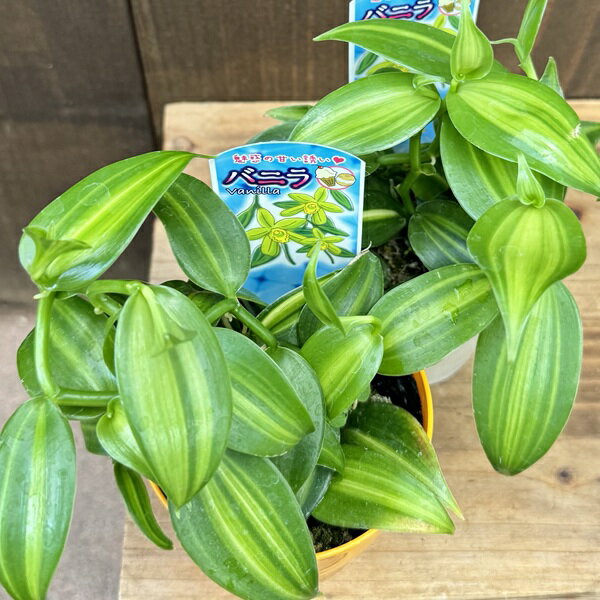 観葉植物：斑入りバニラ*3号 2