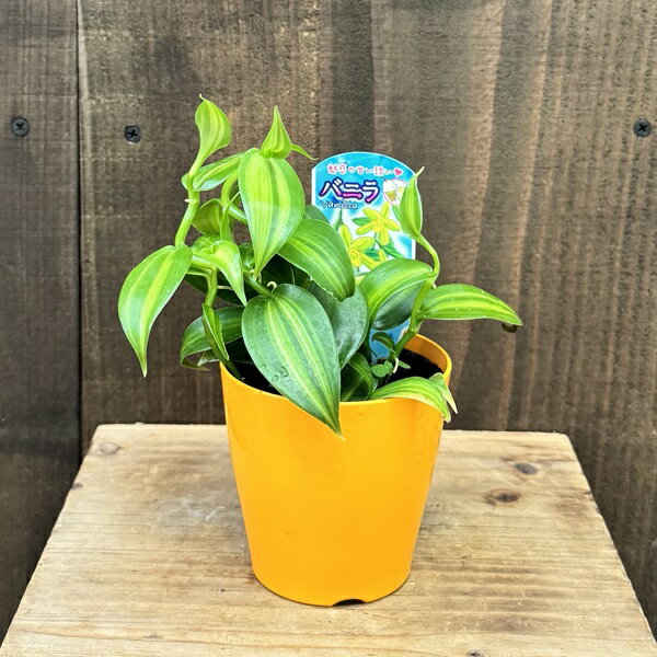 観葉植物：斑入りバニラ*3号