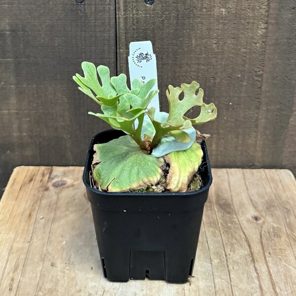 おしゃれ観葉植物：リドレイドワーフ...