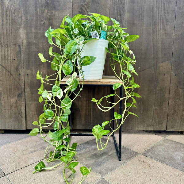 おしゃれ 観葉植物：ポトス 寄せ植え*6号 セラアート エンジョイ グローバルグリーン