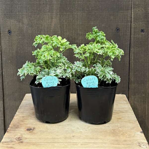 商品説明 柔らかい印象の葉が特徴です。 科目：ウコギ科／属名：ポリシャス属 ／半耐寒性常緑低木／耐寒温度10℃（環境・生育状況により変わります） 撮影：10月 ※写真は見本となります。樹形やボリュームなど多少異なります。 ※植物ですのでお届け時期により状態は変わります。 ※鉢の色や形状が変更となる場合があります。 ※写真の小物など記載以外の物は商品に含まれません。 サイズ 鉢径：約9cm　全高：約15cm　幅：約10cm 育て方について ・置き場所 明るい場所を好みます。 できるだけ日当たりの良い室内で育てるようにしましょう。 ・水やり 土の表面が乾いたらたっぷりと水を与えるようにしましょう。 秋から冬にかけては徐々に水やりを控えて、真冬は土が乾いて2〜3日経ってから水を与えるようにします。 ◆ご購入後、詳しい手入れ方法を知りたい方は、メール・電話等でお問い合わせ下さい。 納期配達ご希望日時のご指定ができます。 お急ぎの場合は午前中までにご注文の場合、即日発送も可能です。