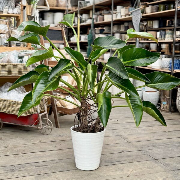 Rakuten - 観葉植物：フィロデンドロン ミリオンズ*8号 セラアート鉢植え　現品をお届け