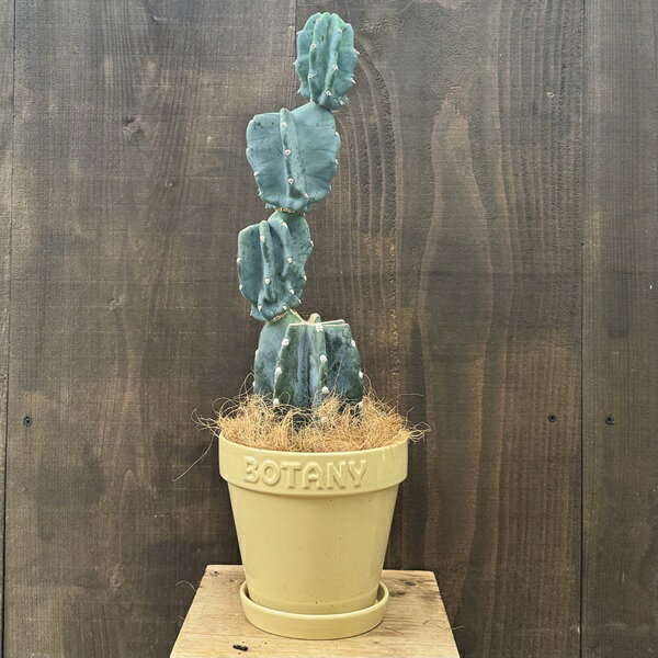 観葉植物：柱サボテン ブランチ 鉢植え 受皿付*現品をお届け ココヤシ飾り BOTANY 黄