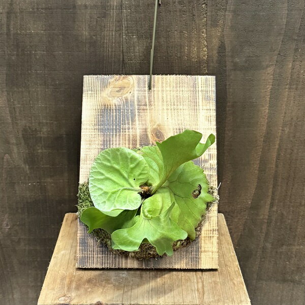 おしゃれ観葉植物：ビカクシダコウモ...