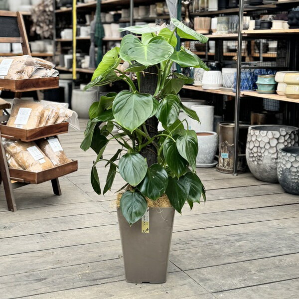 観葉植物：フィロデンドロン　ピッチェリー*7号 大型ヤマト便 現品をお届け
