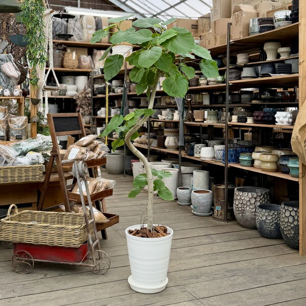 おしゃれ 観葉植物：フィカス ウンベラータ 鉢植え*セラアート 皿付き バーク飾り 現品をお届け 大型佐川急便