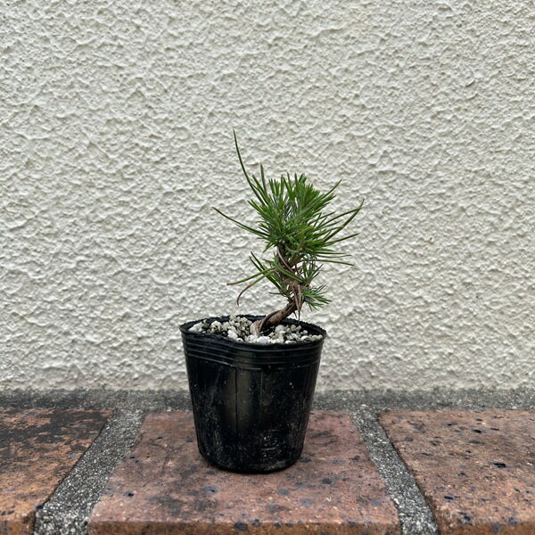 ミニ苗：三河黒松（曲）*ミカワクロマツ みかわくろまつ