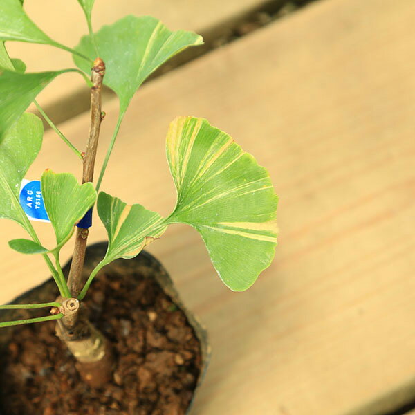 苗：いちょう 黄斑*イチョウ 銀杏