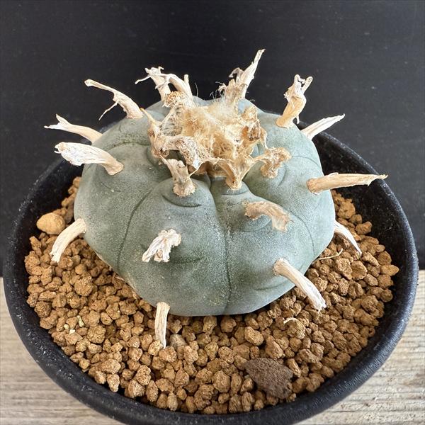 ☆特価☆サボテン：ロフォフォラ　烏羽玉*L　幅5.5cm