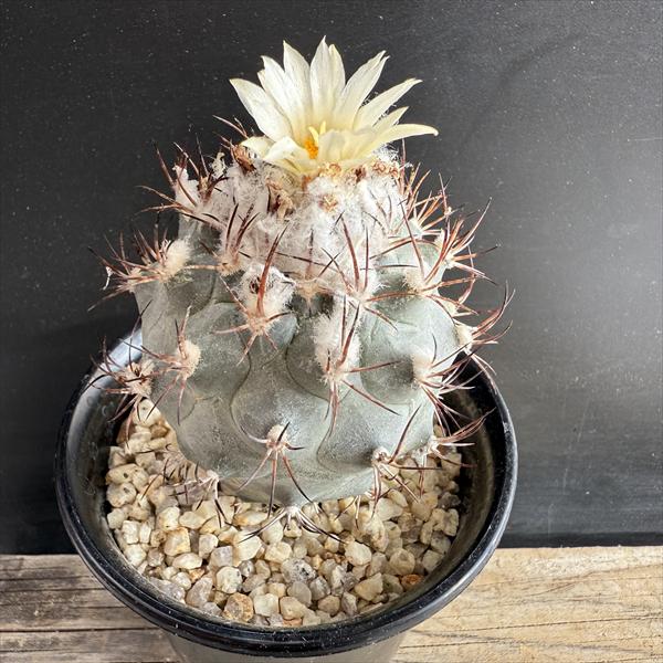 サボテン：ギムノカクタス 黒槍丸 実生*幅5cm