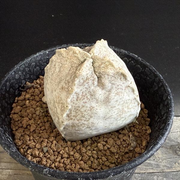 Rakuten - 多肉植物：ホワイトスロアネア クラサ*幅5.5cm　現品！一品限り