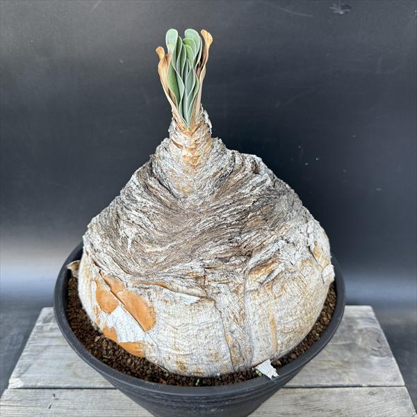 ☆特価☆コーデックス：ブーファン　ハエマンソイデス*塊幅23cm　現品！一品限り　※発根管理中