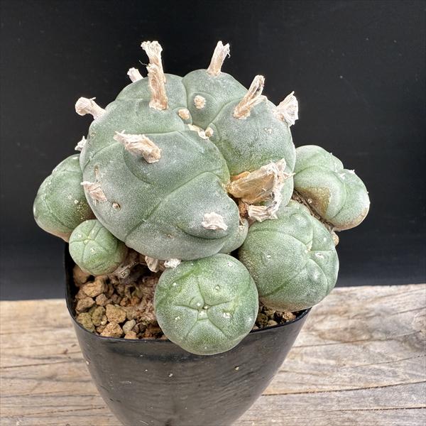 Rakuten - サボテン：ロフォフォラ　烏羽玉 実生*幅8.5cm　現品！一品限り