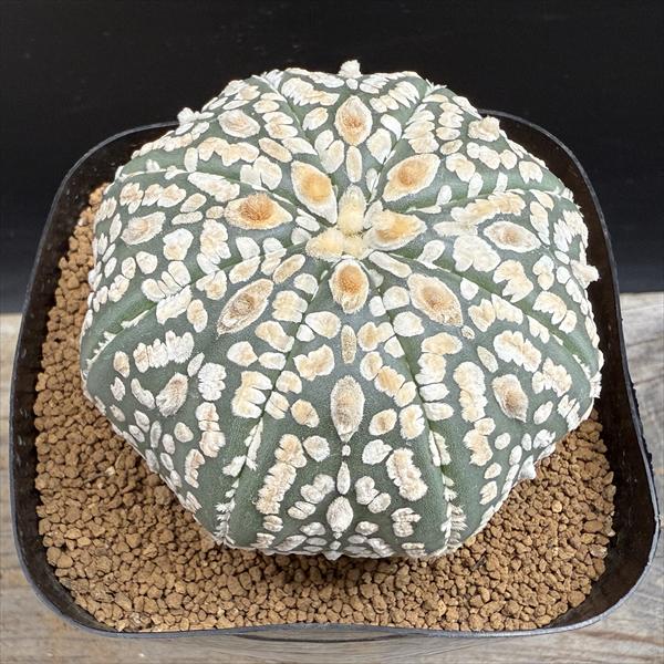 Rakuten - サボテン：アストロフィツム 兜丸 実生*幅6.5cm　現品！一品限り