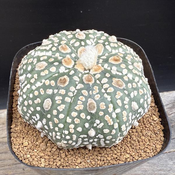 Rakuten - サボテン：アストロフィツム 兜丸 実生*幅7cm　現品！一品限り