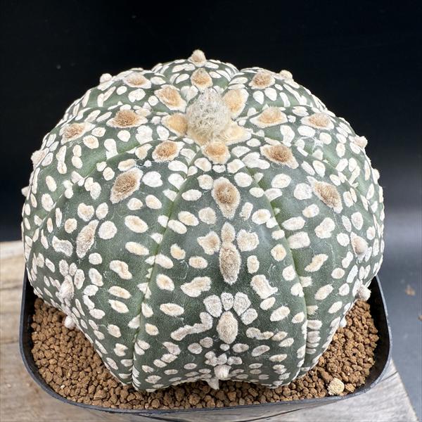 サボテン：アストロフィツム 兜丸 実生*幅8cm　現品！一品限り