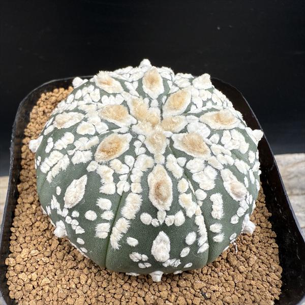 Rakuten - サボテン：アストロフィツム 兜丸 実生*幅6cm　現品！一品限り