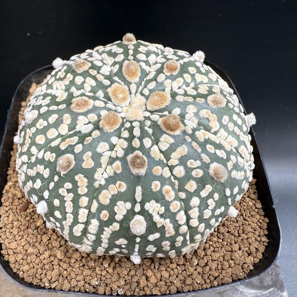 Other Succulents - サボテン：アストロフィツム 兜丸 実生*幅6.5cm　現品！一品限り