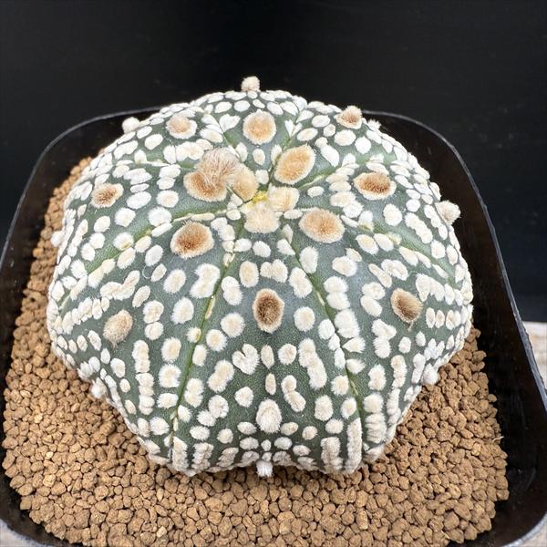 サボテン：アストロフィツム 兜丸 実生*幅6cm　現品！一品限り