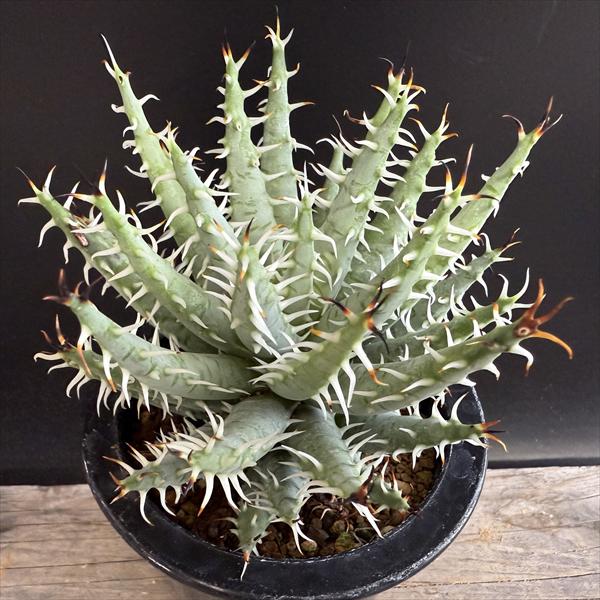 多肉植物：アロエエリナケア*幅10cm