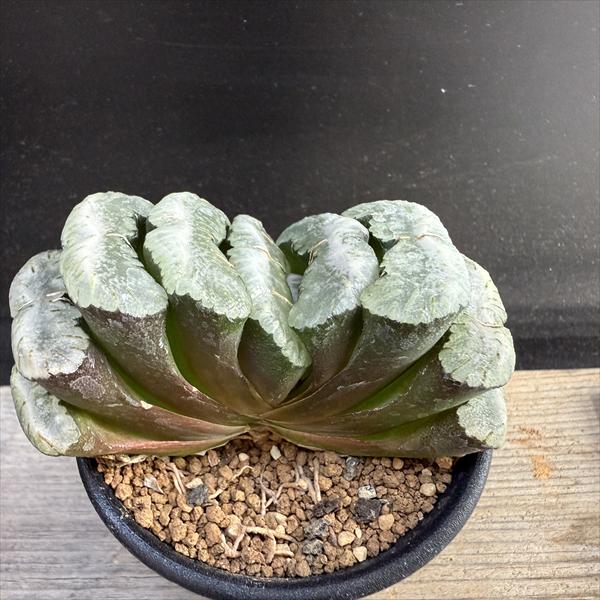 ☆特価☆多肉植物：ハオルチア　玉扇*幅8.5cm 現品！一品限り