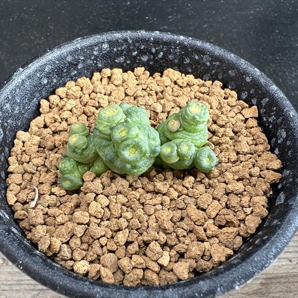 サボテン：マミラリア ボカサナ 'フレッド'*幅3.5cm