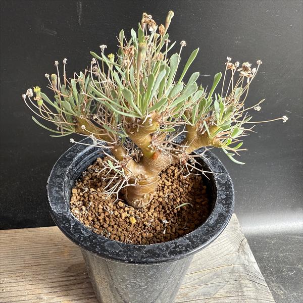 コーデックス：オトンナ　ユーフォルビオイデス　実生*葉幅11cm　現品！一品限り