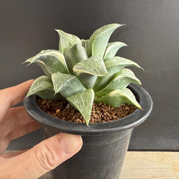 多肉植物：ハオルチア　コンプトニアナ錦*幅11cm 現品！一品限り