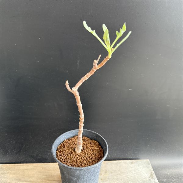 商品説明 小型の冬型コーデックス、オトンナ　パキポダ。挿し木です。発根していて元気です。黄色い菊のようなお花を咲かせます。 日本の気候にもある程度適応しやすく、お育ていただきやすいコーデックスです。 科目：キク科　オトンナ属　原産地：南アフリカ撮影：2025年10月16日 ＊写真の現品をお届けします。 ※夏場は落葉しています。また秋になると芽吹きます。 サイズ 葉幅：約7cm　 幹幅：約1cm　樹高：約20cm　 鉢径：9cm 育て方について 置き場所： 日当たりよく風通しのよい場所におきましょう。秋から春は成長ですのでたくさん日に当て成長を促します。 夏に休眠期に入り葉を落としたら、 蒸れや湿度に弱いので、夏場〜涼しくなるまでは遮光して涼しく夏をすごさせてあげて下さい。 水やり： 春と秋は成長期ですので用土が完全に乾く前にたっぷり水かけします。 夏に休眠期に入り葉を落としたら、乾かし気味に管理しますが、株が小さいのでからからにしないほうが無難です。 秋になりましたら葉が芽吹きますので、じょじょに水かけの頻度をあげます。 ☆育て方説明書をご希望の方は、備考欄にお書きください。ご購入後、お手入れ方法を知りたい方は、メール・電話等でお問い合わせ下さい。 購入後の植替について当園のサボテン・多肉植物は、おおむねハウス栽培されています。お買い上げ後すぐにお好みの鉢に植え替えしたいご希望はよくわかるのですが、サボテンも多肉植物も、配送時と環境の変化でストレスを受けますので、お届け後すぐの植え替えは更なるストレスとなるため、行わないほうがよいです。半年〜1年は、お届けしたままの鉢のまま管理いただき、ご自宅の環境に慣らしていただくことをおすすめします。 配送 【配送業者】 ヤマト運輸【配送サービス名】宅急便
