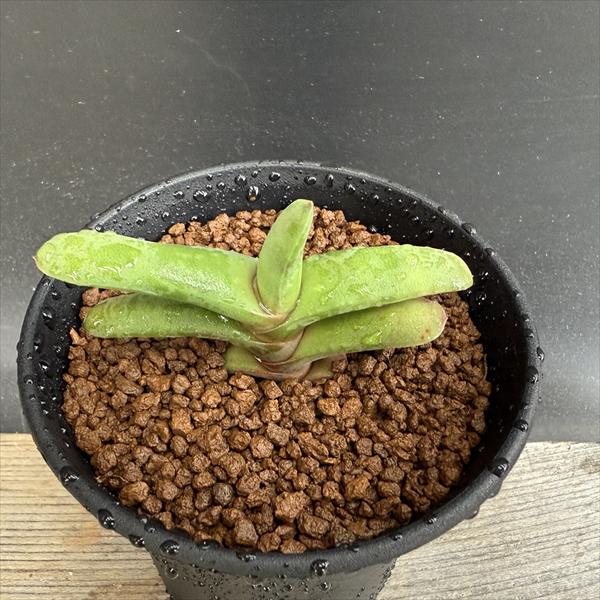 多肉植物：ガステリアラウリンソニー...