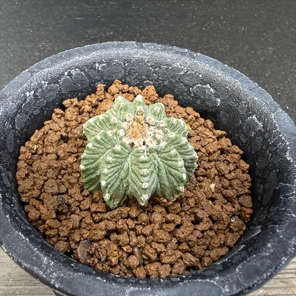 サボテン：アズテキウム 花籠（はなかご）自根*幅3cm　現品　一品限り