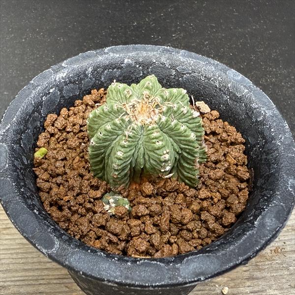 サボテン：アズテキウム 花籠（はなかご）自根*幅3.3cm　現品　一品限り