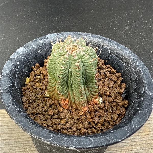 サボテン：アズテキウム 花籠（はなかご）自根*幅3cm　現品　一品限り