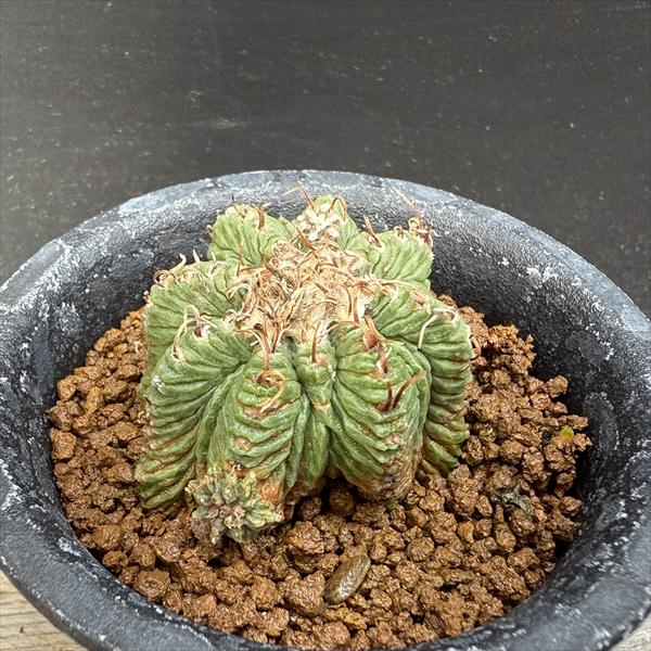 サボテン：アズテキウム 花籠（はなかご）自根*幅3.8cm　現品　一品限り