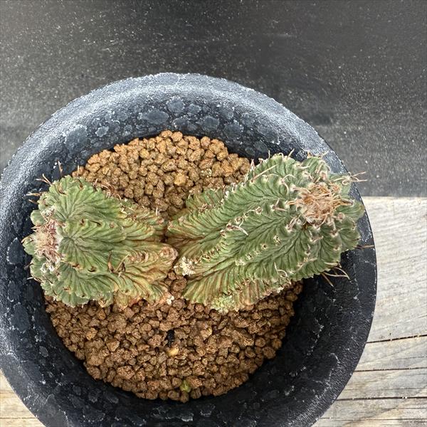 サボテン：アズテキウム 花籠（はなかご）ダブルヘッド　自根*幅7.5cm　現品　一品...