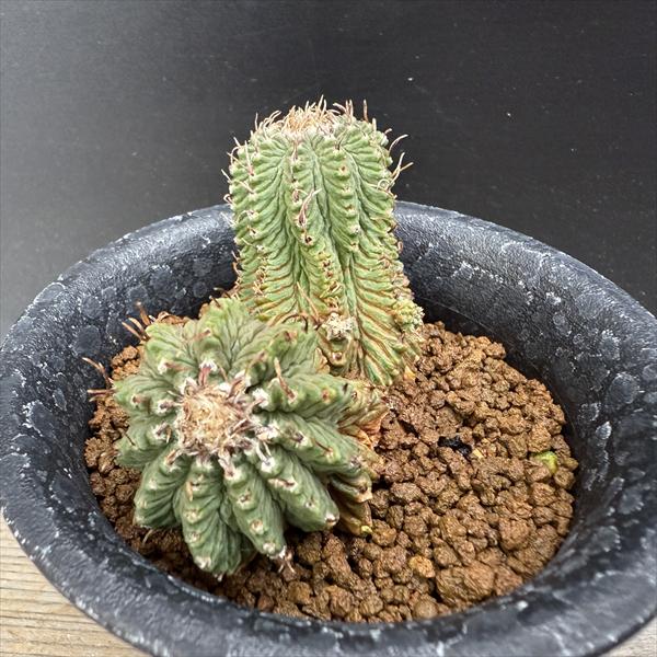 サボテン：アズテキウム 花籠（はなかご）ダブルヘッド　自根*幅7.5cm　現品　一品...