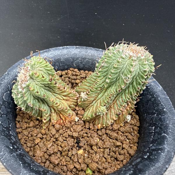 サボテン：アズテキウム 花籠（はなかご）ダブルヘッド　自根*幅7.5cm　現品　一品限り