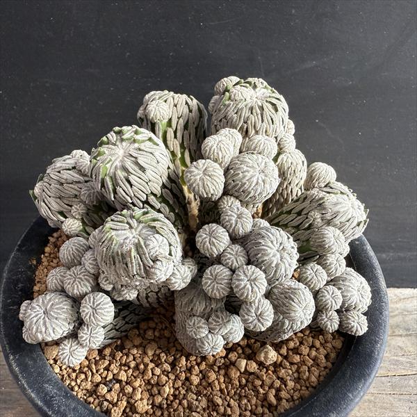 サボテン：ペレキフォラ 精巧丸　自根*全幅11cm　現品！一品限り