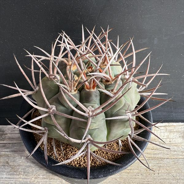 魔天竜 サボテンの商品画像