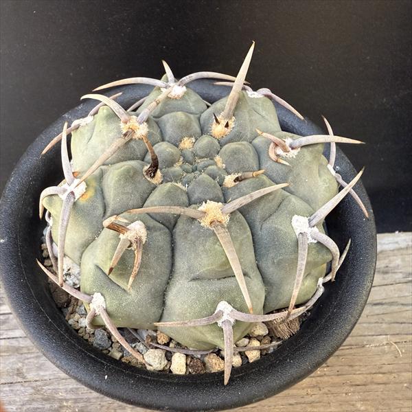 サボテン：ギムノカリキウム　バッテリ　実生*幅8.5cm　現品！一品限り