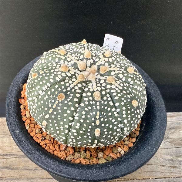 楽天市場】アストロフィツム 兜の通販