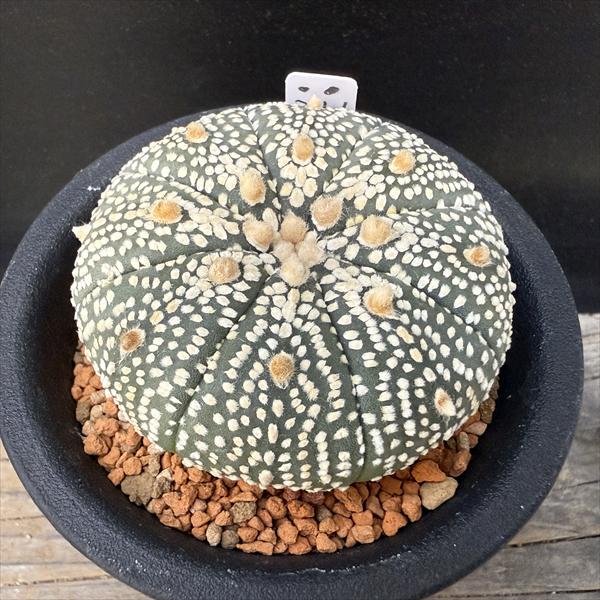 楽天市場】兜丸（観葉植物｜花・観葉植物）：花・ガーデン・DIYの通販