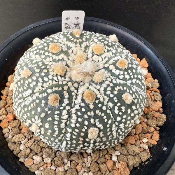 Rakuten - サボテン：アストロフィツム 兜丸 大西氏ミラクル兜交配実生*幅5.5cm　現品！一品限り